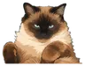 Cooper the cat